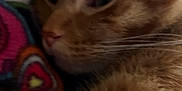 Sushi joined the competition — help win amazing prizes! animal, cat, close_up, colorful_fabric, cozy, cute, ear, face, feline, fur, indoor, mammal, orange_tabby, pet, resting, sleepy, soft, texture, warm, whiskers