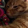 animal, cat, close_up, colorful_fabric, cozy, cute, ear, face, feline, fur, indoor, mammal, orange_tabby, pet, resting, sleepy, soft, texture, warm, whiskers