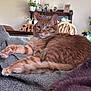 Sushi is registered to the contest to win money with this photo: blanket, cat, chair, cozy, decor, domestic, fur, furniture, green_eyes, home, indoor, living_room, orange_tabby, pet, plant, relaxed, resting, table, whiskers, wooden_chair