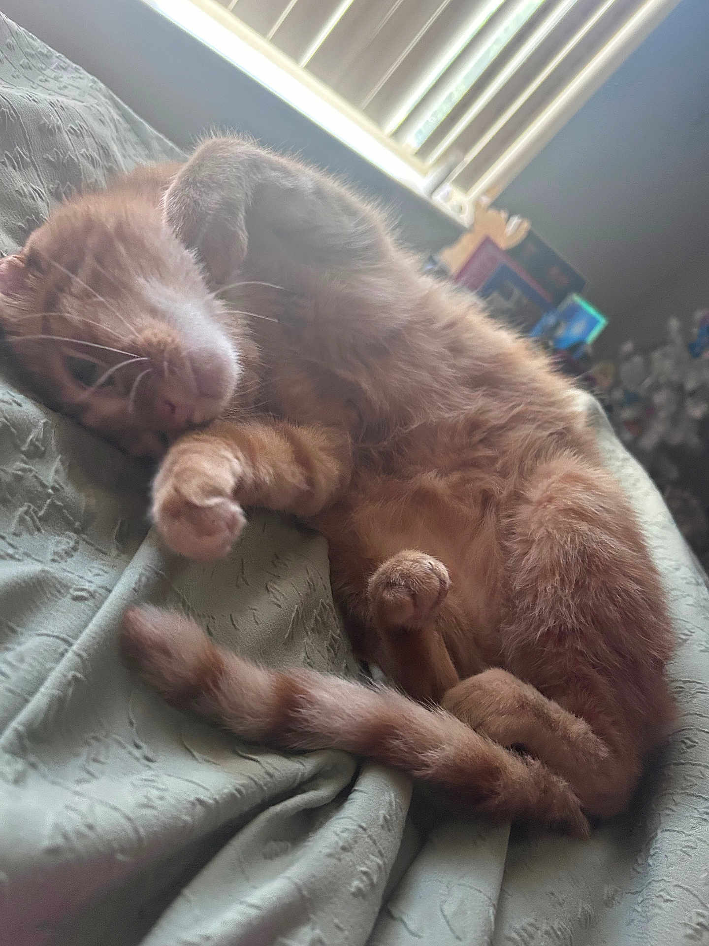 Sushi joined the competition — help win amazing prizes! animal, bed, blanket, cat, cozy, cute, domestic_cat, feline, fur, indoors, orange_tabby, paws, pet, relaxed, resting, sleeping, soft, tail, whiskers, window_light