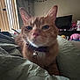 Sushi is registered to the contest to win money with this photo: animal, bed, bell, blanket, cat, closeup, collar, cozy, decor, domestic, feline, furniture, ginger_cat, indoor, pet, plush_toy, relaxing, television, whiskers, window_blinds