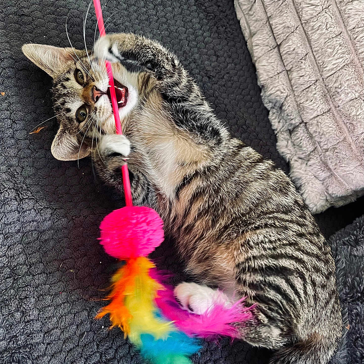 Boulette a rejoint le concours — aidez-le/la à gagner de superbes lots ! abyssinian, accessories, animal, art, cat, egyptiancat, face, formalwear, head, kitten, leash, manx, person, pet, purple, selfie, sleeping, strap, tie, toy