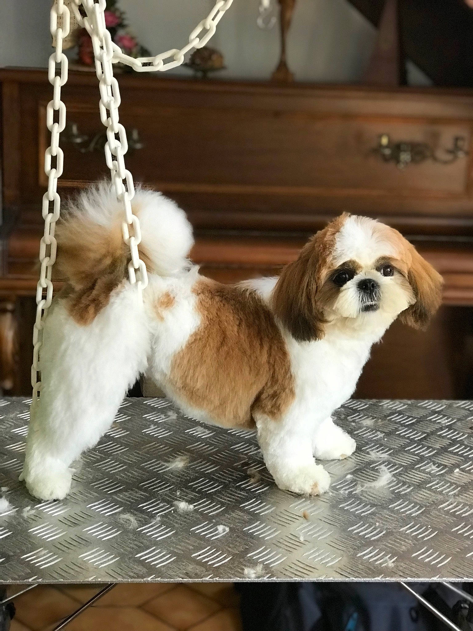 Shanna a rejoint le concours — aidez-le/la à gagner de superbes lots ! body_jewelry, carnivore, companion_dog, dog, dog_breed, dog_supply, fashion_accessory, fawn, fur, jewellery, liver, ornament, papillon, pet_supply, rectangle, spaniel, tail, toy_dog, twig, wood