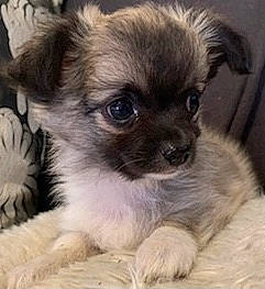 Swann a rejoint le concours — aidez-le/la à gagner de superbes lots ! ancient_dog_breeds, canidae, carnivore, companion_dog, dog, dog_breed, dog_supply, fawn, fur, liver, maltepoo, non_sporting_group, puppy, snout, sporting_group, terrestrial_animal, toy_dog, whiskers, working_animal