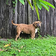 Browlii is registered to the contest to win money with this photo: alert, animal, background, brown_dog, canine, daylight, dog, fence, garden, grass, greenery, leaf, nature, outdoor, pet, plant, standing, trunk, wooden_fence, yard