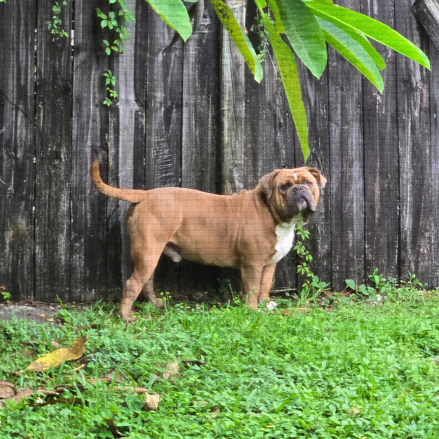 Browlii is registered to the contest to win money with this photo: alert, animal, background, brown_dog, canine, daylight, dog, fence, garden, grass, greenery, leaf, nature, outdoor, pet, plant, standing, trunk, wooden_fence, yard