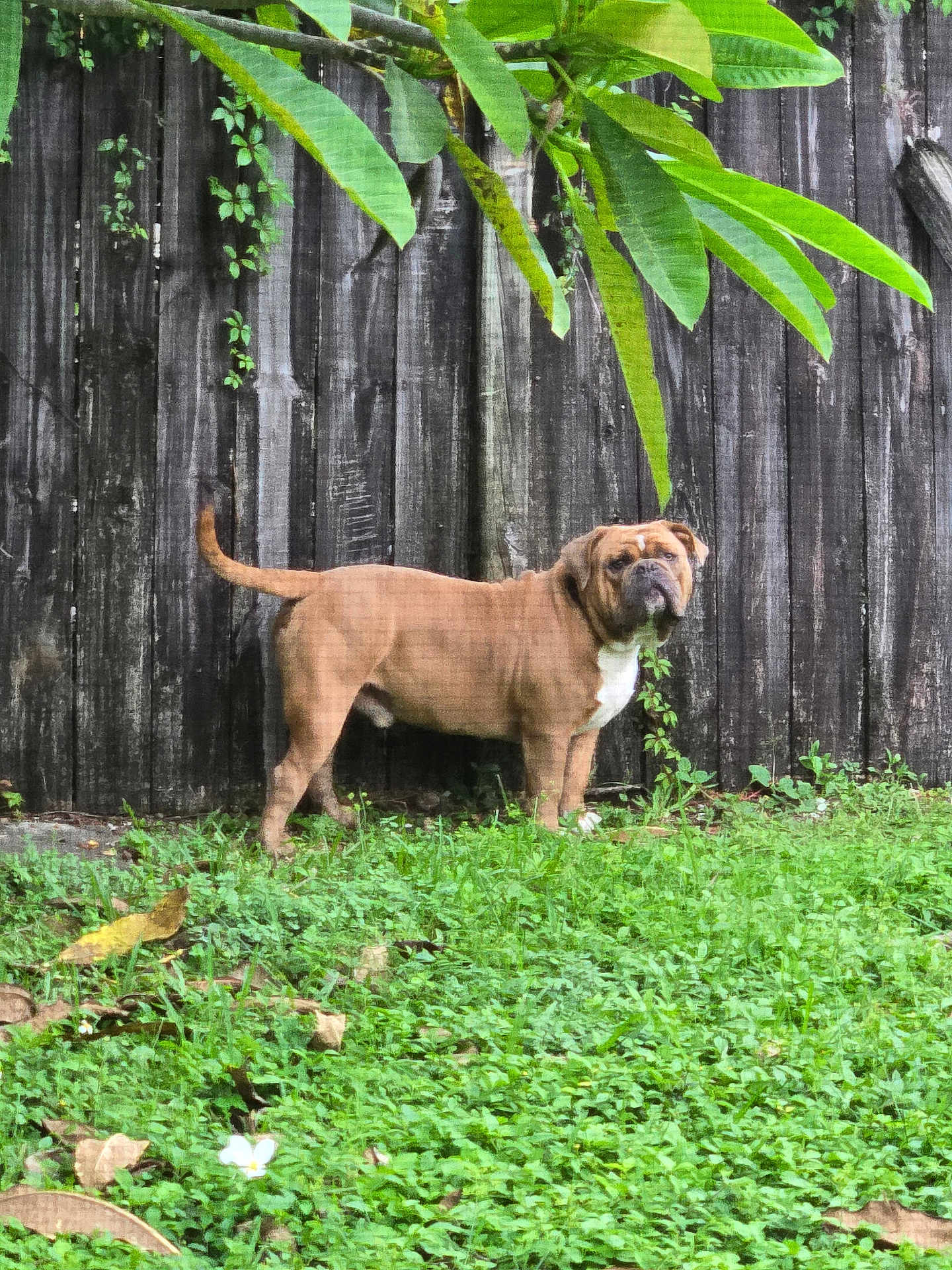 Browlii is registered to the contest to win money with this photo: alert, animal, background, brown_dog, canine, daylight, dog, fence, garden, grass, greenery, leaf, nature, outdoor, pet, plant, standing, trunk, wooden_fence, yard
