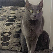 Bo Bo joined the competition — help win amazing prizes! animal, blanket, cat, close_up, couch, cozy, curious, domestic_cat, folded_blanket, furniture, gray_cat, household, indoor, living_room, patterned_pillow, pet, pillow, sitting, soft_lighting, wide_eyes