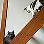 abyssinian, accessories, animal, architecture, box, cat, closet, cupboard, drawer, furniture, handrail, hardwood, kitten, manx, pet, plywood, shelf, stainedwood, strap, wood