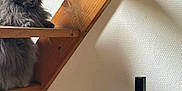 Couiquette a rejoint le concours — aidez-le/la à gagner de superbes lots ! animal, architecture, bowl, building, cat, closet, furniture, hardwood, house, housing, indoors, interiordesign, kitten, manx, pet, plywood, shelf, stainedwood, staircase, wood