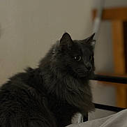 Couiquette a rejoint le concours — aidez-le/la à gagner de superbes lots ! abyssinian, angora, animal, blackcat, cat, couch, furniture, kitten, manx, pet, wood