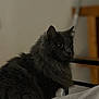 abyssinian, angora, animal, blackcat, cat, couch, furniture, kitten, manx, pet, wood