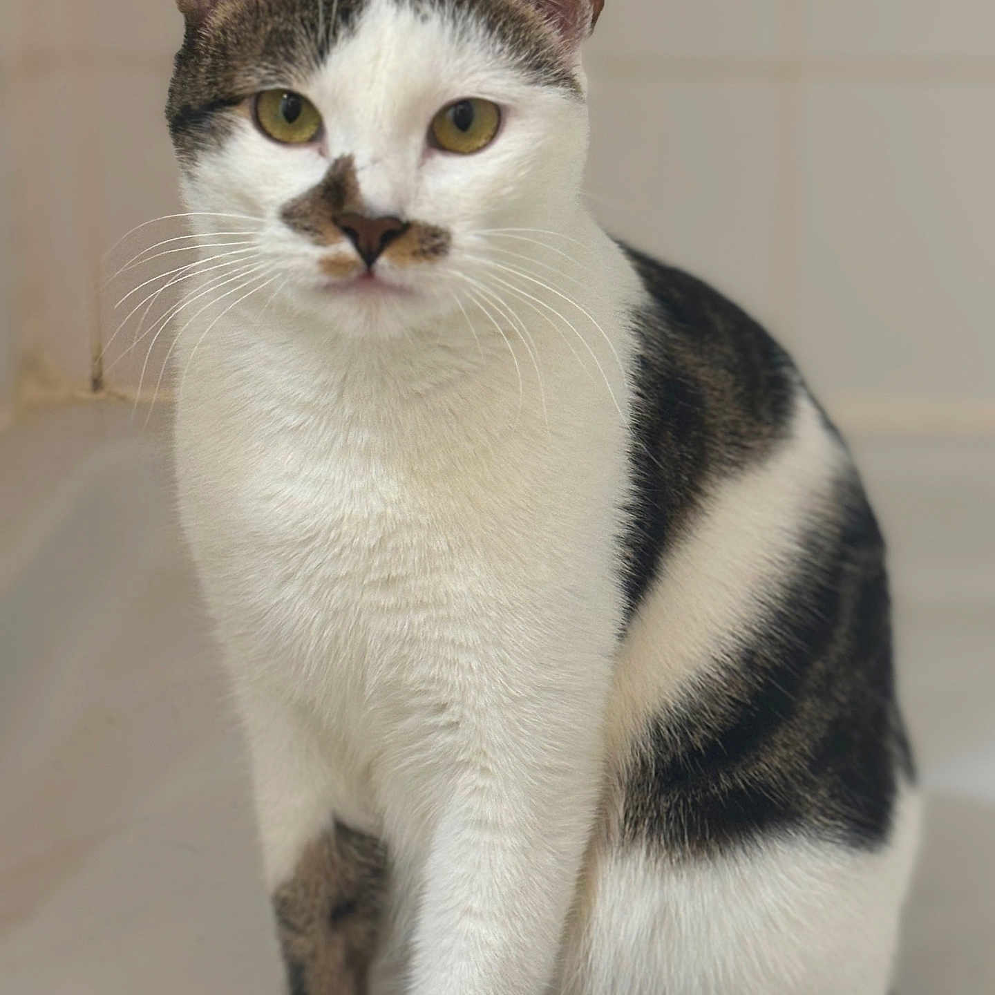 Oslow a rejoint le concours — aidez-le/la à gagner de superbes lots ! abyssinian, angora, animal, cat, egyptiancat, kitten, manx, pet, siamese