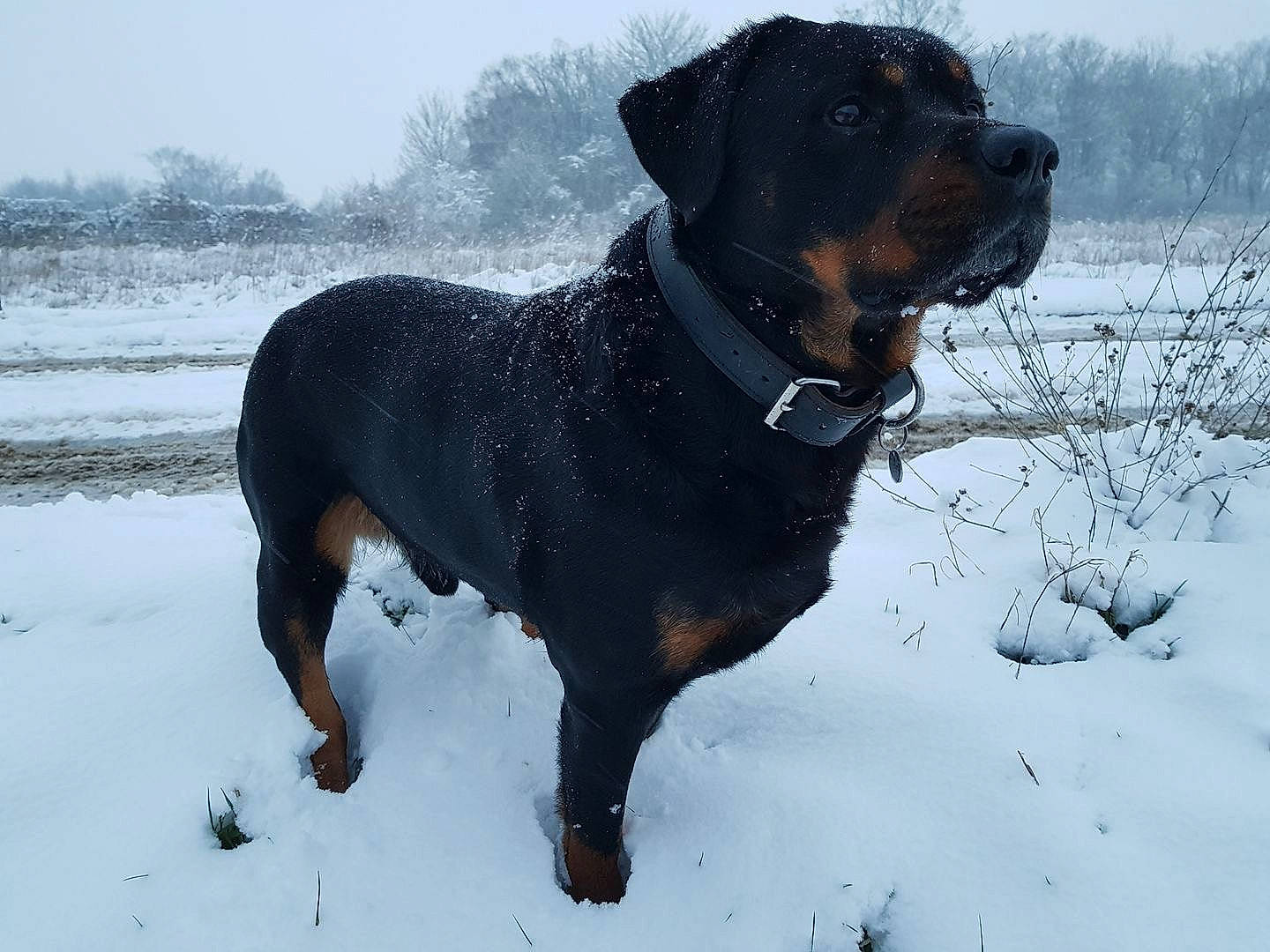 Enox a rejoint le concours — aidez-le/la à gagner de superbes lots ! borador, canidae, carnivore, collar, companion_dog, dog, dog_breed, dog_collar, freezing, fur, guard_dog, precipitation, sky, snow, sporting_group, tail, tree, winter, working_animal, working_dog