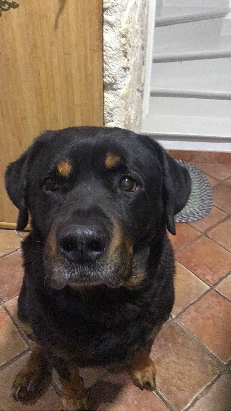 Enox participe au concours pour gagner de l'argent avec cette photo : borador, canidae, carlin_pinscher, carnivore, companion_dog, dog, dog_breed, fur, guard_dog, hunting_dog, rottweiler, snout, sporting_group, terrestrial_animal, whiskers, wood, working_animal, working_dog