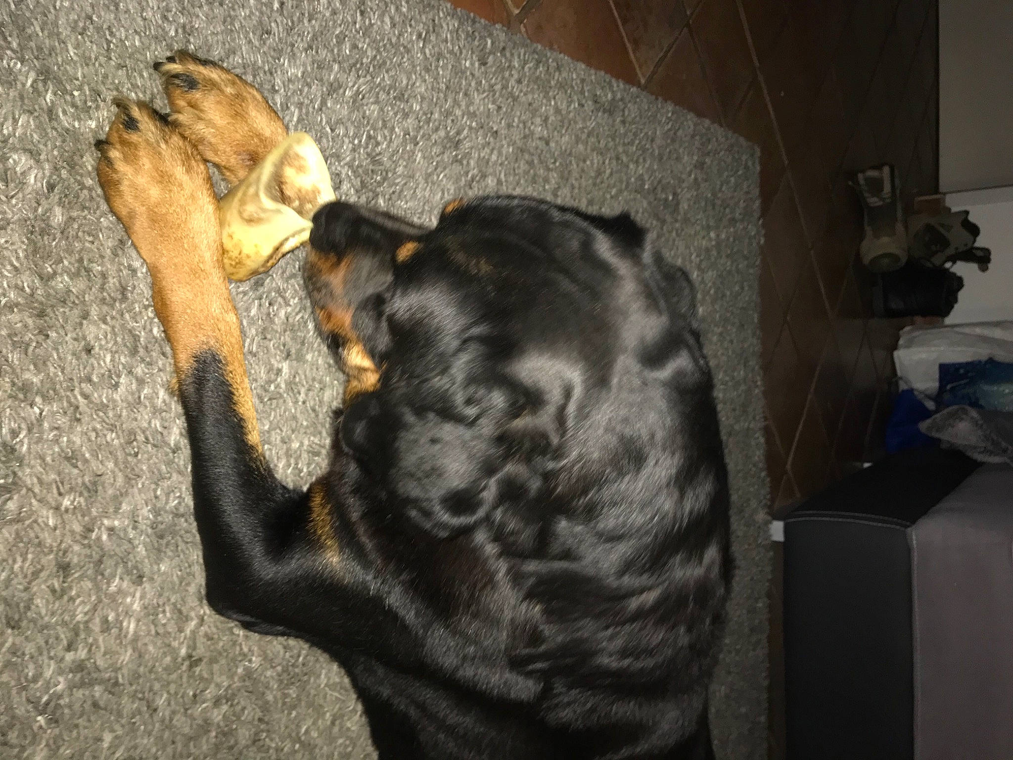 Enox a rejoint le concours — aidez-le/la à gagner de superbes lots ! carnivore, comfort, companion_dog, dog, dog_breed, fawn, felidae, flooring, fur, gesture, grey, jaw, small_to_medium_sized_cats, snout, tail, tree, whiskers, wood, working_animal, wrinkle