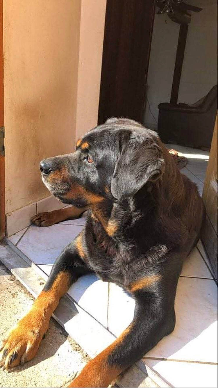 Enox a rejoint le concours — aidez-le/la à gagner de superbes lots ! canidae, carnivore, chair, claw, comfort, companion_dog, dog, dog_breed, door, ear, fawn, fur, guard_dog, liver, plant, snout, sporting_group, tail, terrestrial_animal, working_animal