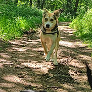 Tiago participe au concours pour gagner de l'argent avec cette photo : animal, canine, dog, grass, green, grove, jungle, land, nature, outdoors, park, path, pet, plant, rainforest, soil, trail, tree, vegetation, woodland