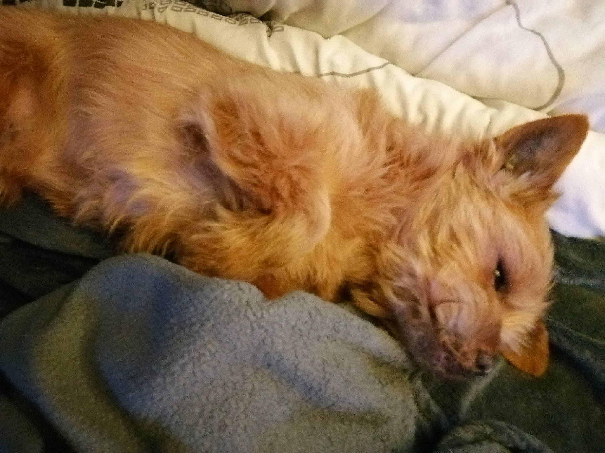 Filou participe au concours pour gagner de l'argent avec cette photo : australian_terrier, cairn_terrier, canidae, carnivore, companion_dog, dog, dog_breed, ear, fawn, mammal, morkie, nap, norfolk_terrier, norwich_terrier, puppy, small_terrier, terrier, vertebrate, whiskers, yorkshire_terrier