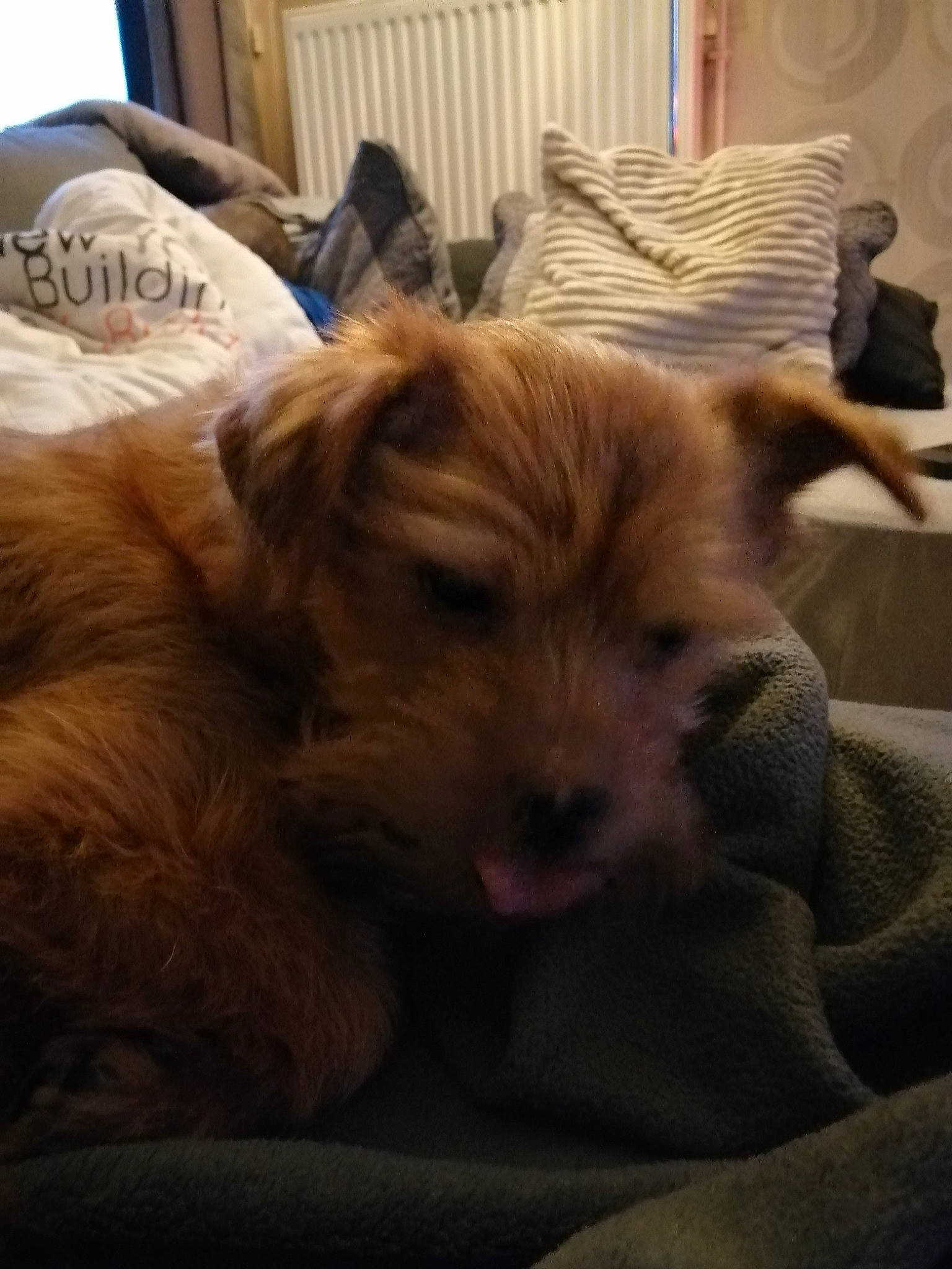 Filou participe au concours pour gagner de l'argent avec cette photo : australian_terrier, border_terrier, cairn_terrier, canidae, carnivore, companion_dog, dog, dog_breed, mammal, morkie, norfolk_terrier, norwich_terrier, puppy, puppy_love, rare_breed_dog, schnoodle, shih_tzu, sporting_lucas_terrier, terrier, yorkshire_terrier