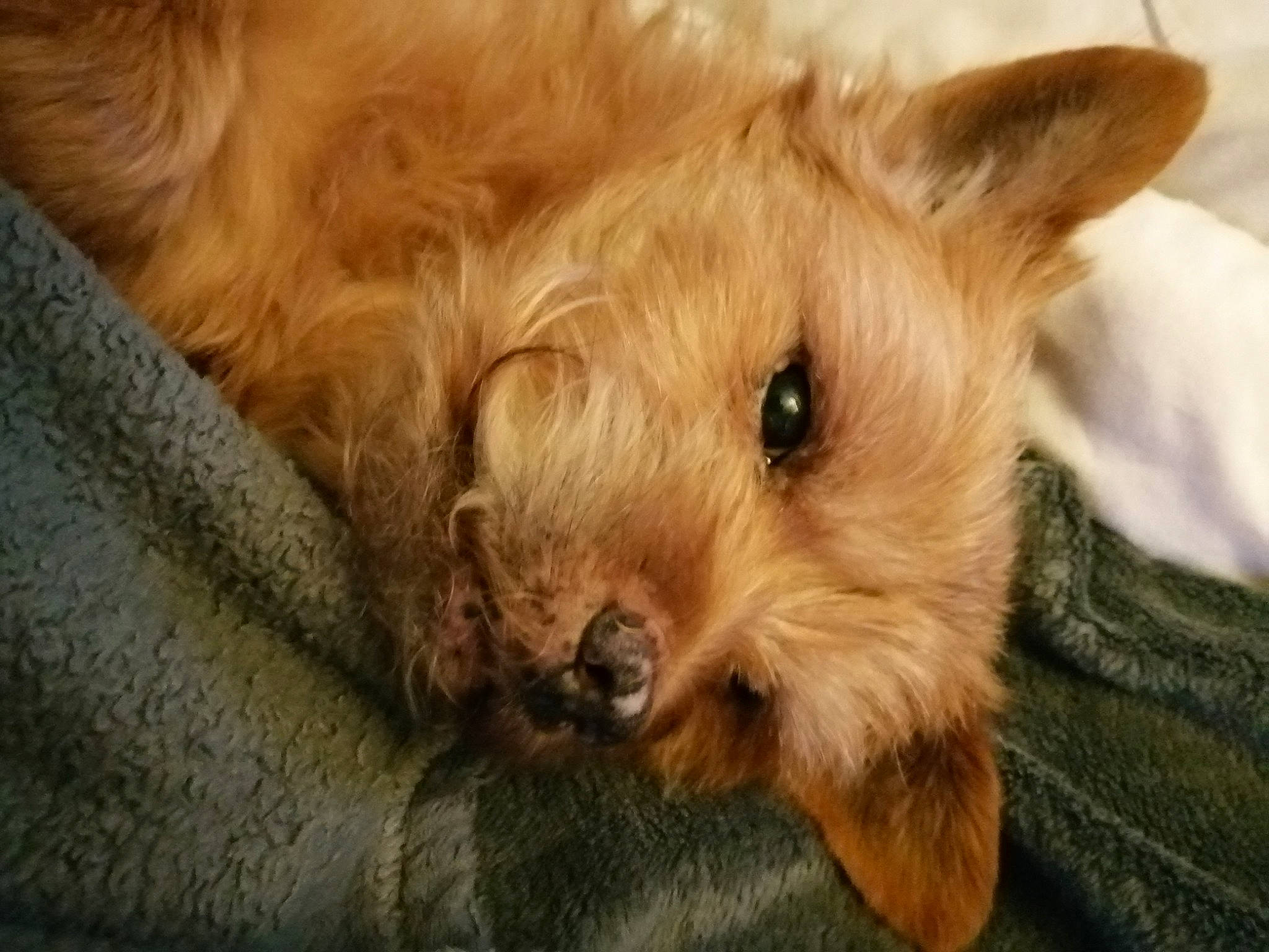 Filou