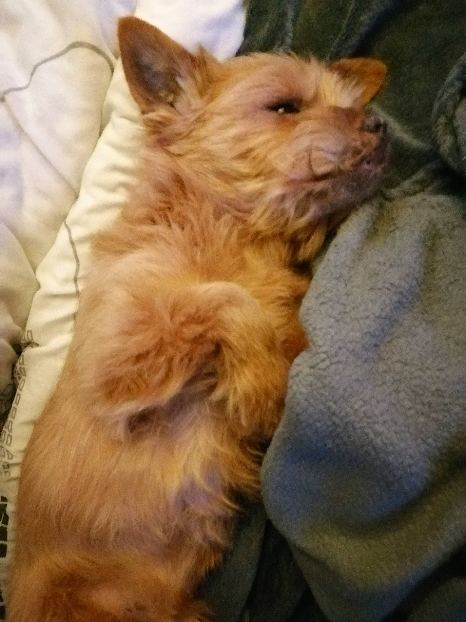 Filou a rejoint le concours — aidez-le/la à gagner de superbes lots ! australian_silky_terrier, australian_terrier, cairn_terrier, canidae, carnivore, companion_dog, dog, dog_breed, ear, mammal, norfolk_terrier, norwich_terrier, portuguese_podengo, puppy, rare_breed_dog, small_terrier, snout, terrier, vertebrate, yorkshire_terrier