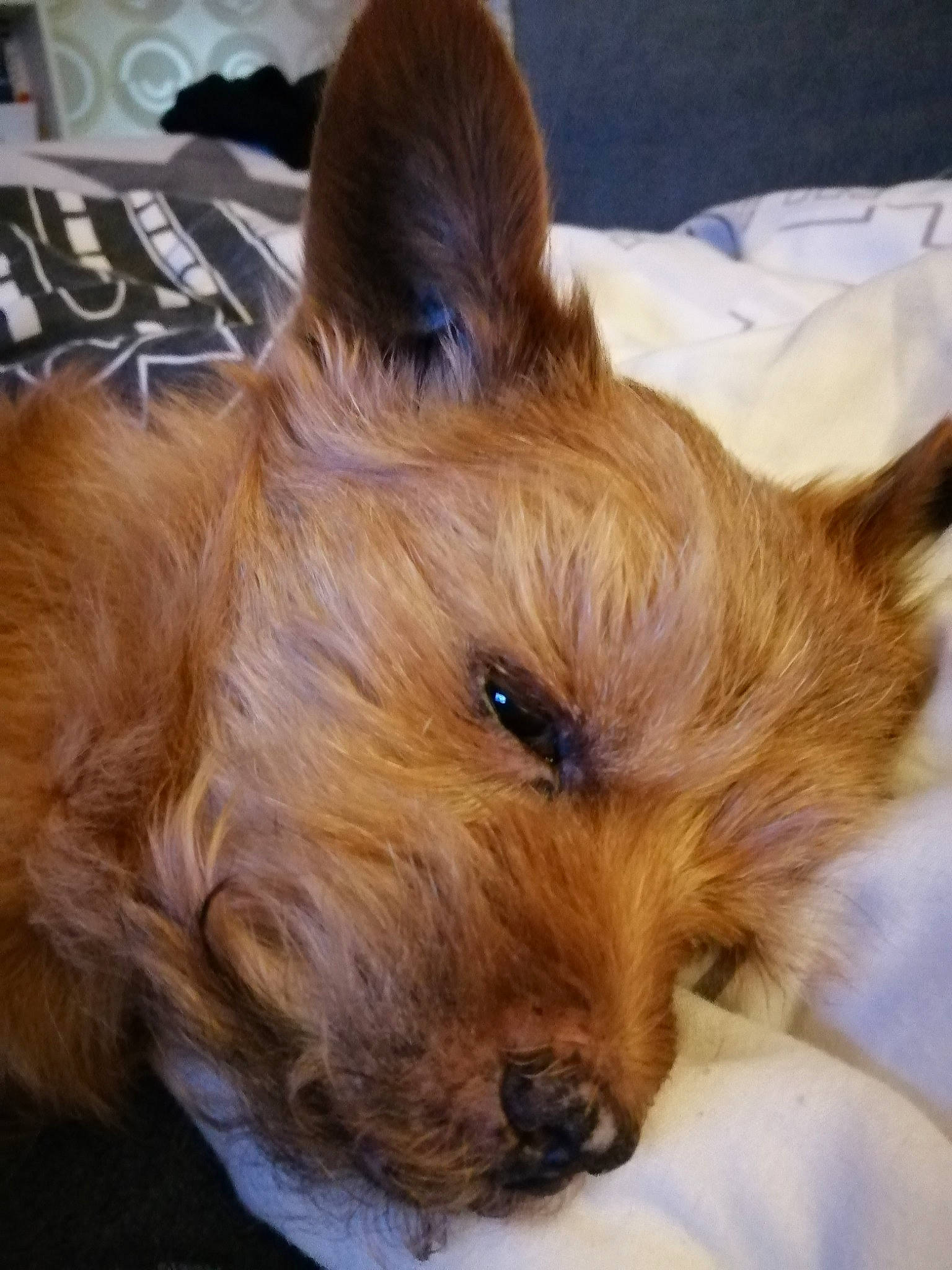 Filou a rejoint le concours — aidez-le/la à gagner de superbes lots ! australian_silky_terrier, australian_terrier, biewer_terrier, cairn_terrier, canidae, carnivore, companion_dog, dog, dog_breed, ear, mammal, norwich_terrier, puppy, rare_breed_dog, small_terrier, snout, terrier, vertebrate, yorkipoo, yorkshire_terrier