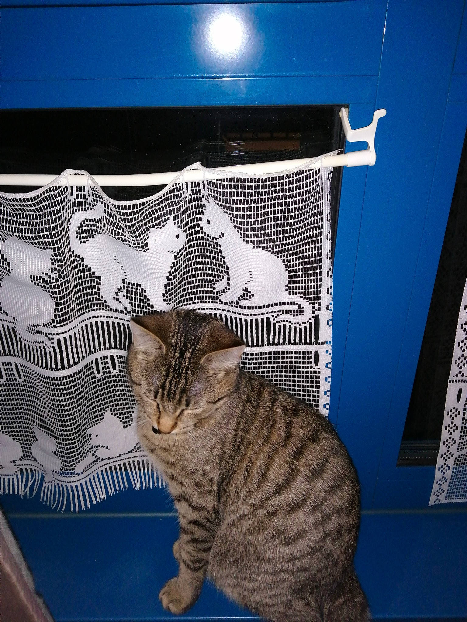 Yuna a rejoint le concours — aidez-le/la à gagner de superbes lots ! american_shorthair, asian, california_spangled, carnivore, cat, domestic_short_haired_cat, dragon_li, egyptian_mau, european_shorthair, felidae, kitten, ocicat, pixie_bob, polydactyl_cat, small_to_medium_sized_cats, tabby_cat, whiskers, wild_cat