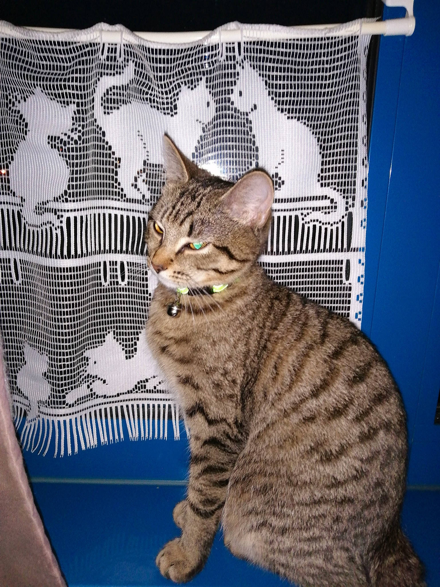 Yuna participe au concours pour gagner de l'argent avec cette photo : aegean_cat, asian, australian_mist, california_spangled, carnivore, cat, chausie, domestic_short_haired_cat, dragon_li, egyptian_mau, european_shorthair, felidae, kitten, mammal, ocicat, pixie_bob, small_to_medium_sized_cats, tabby_cat, vertebrate, whiskers