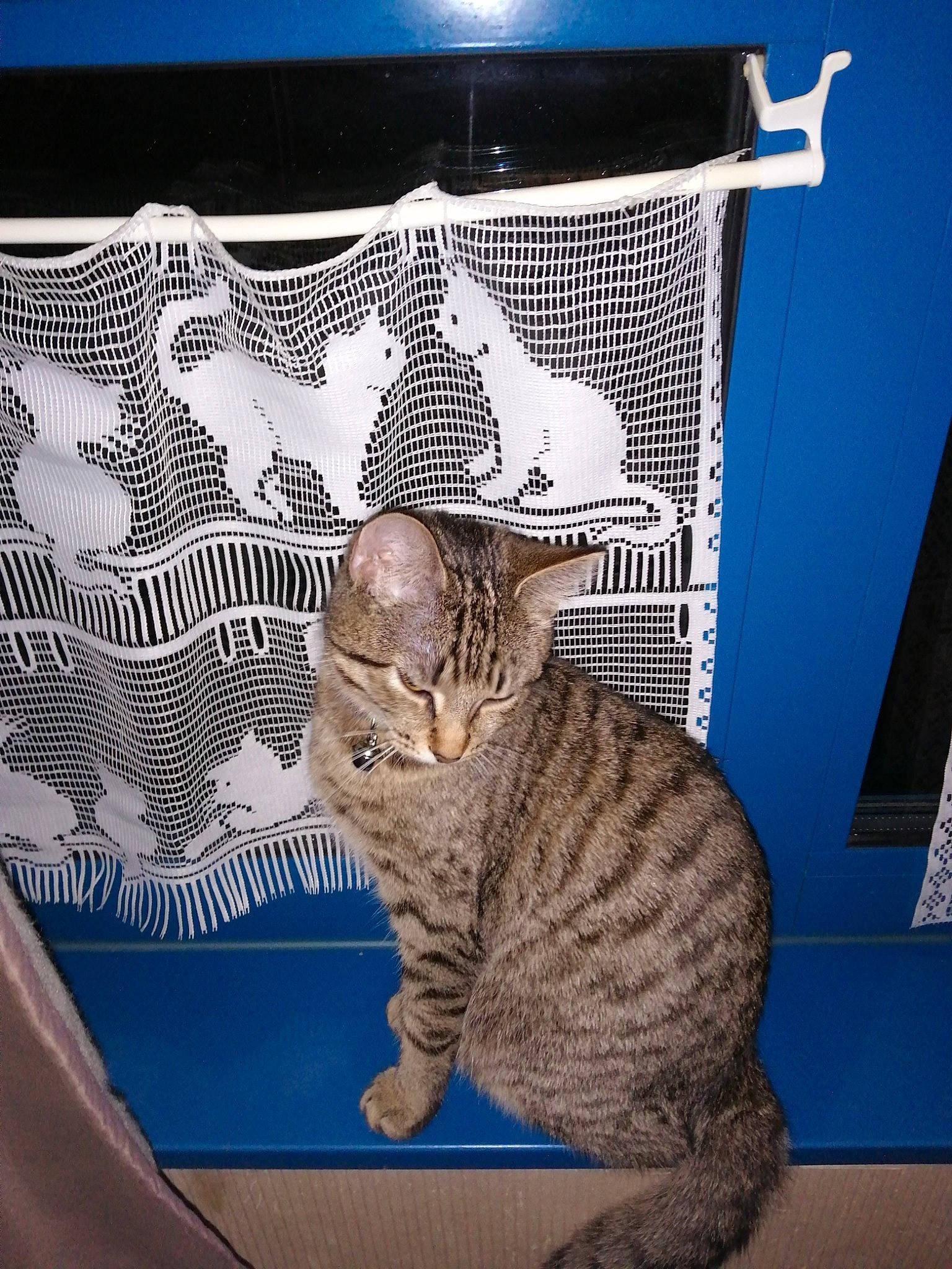 Yuna participe au concours pour gagner de l'argent avec cette photo : american_shorthair, asian, australian_mist, california_spangled, carnivore, cat, domestic_short_haired_cat, dragon_li, egyptian_mau, european_shorthair, fawn, felidae, kitten, mammal, ocicat, small_to_medium_sized_cats, tabby_cat, vertebrate, whiskers