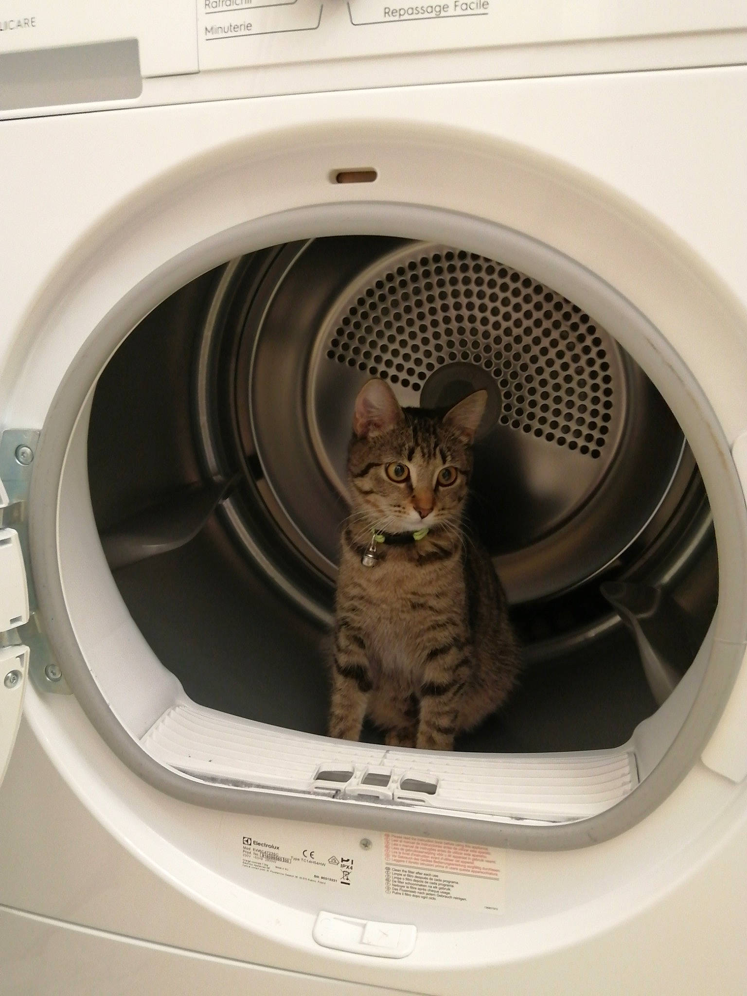 Yuna participe au concours pour gagner de l'argent avec cette photo : cat, clothes_dryer, felidae, home_appliance, laundry, laundry_room, major_appliance, small_to_medium_sized_cats, washing, washing_machine, whiskers