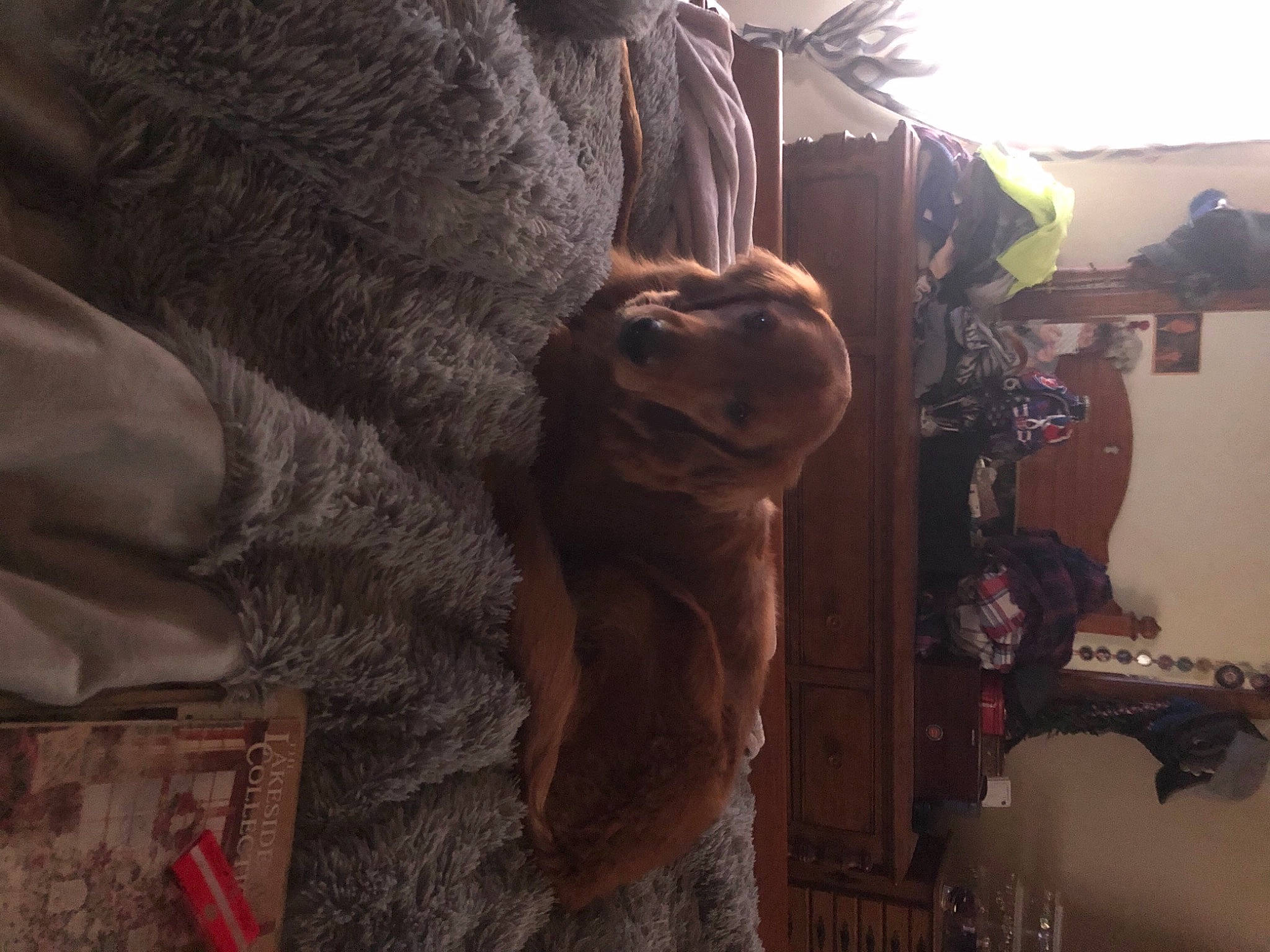 Javy is registered to the contest to win money with this photo: art, flooring, fun, fur, machine, rock, room, sculpture, sky, statue, textile, visual_arts, wood