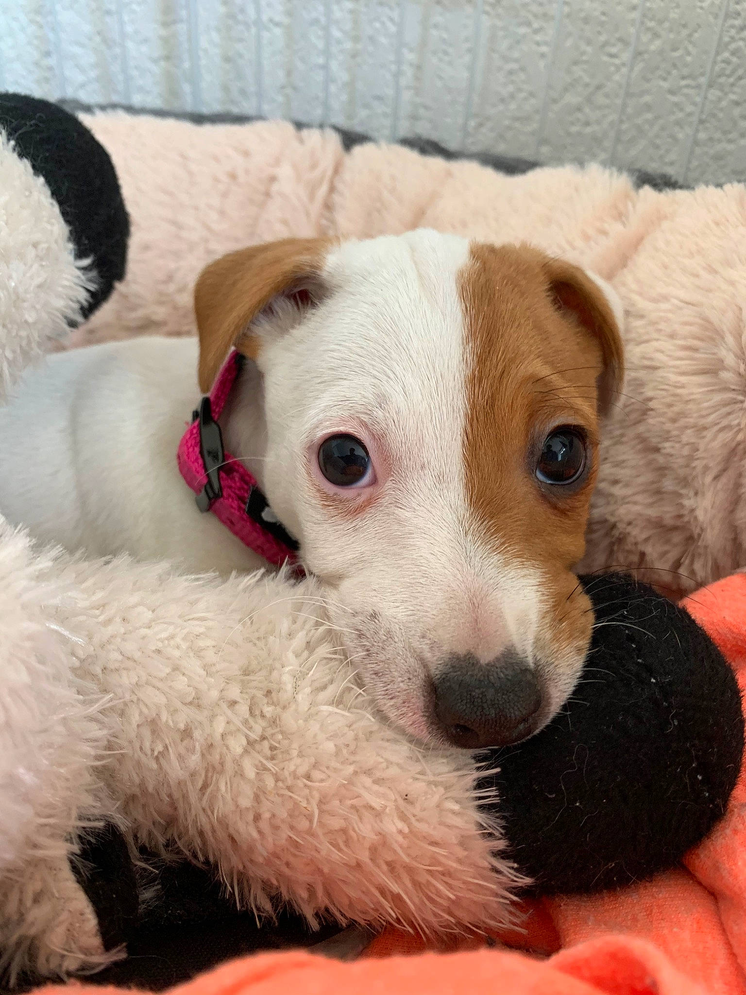 Lilo a rejoint le concours — aidez-le/la à gagner de superbes lots ! canidae, carnivore, companion_dog, danish_swedish_farmdog, dog, dog_breed, fox_terrier, jack_russell_terrier, mammal, parson_russell_terrier, puppy, rare_breed_dog, russell_terrier, snout, vertebrate