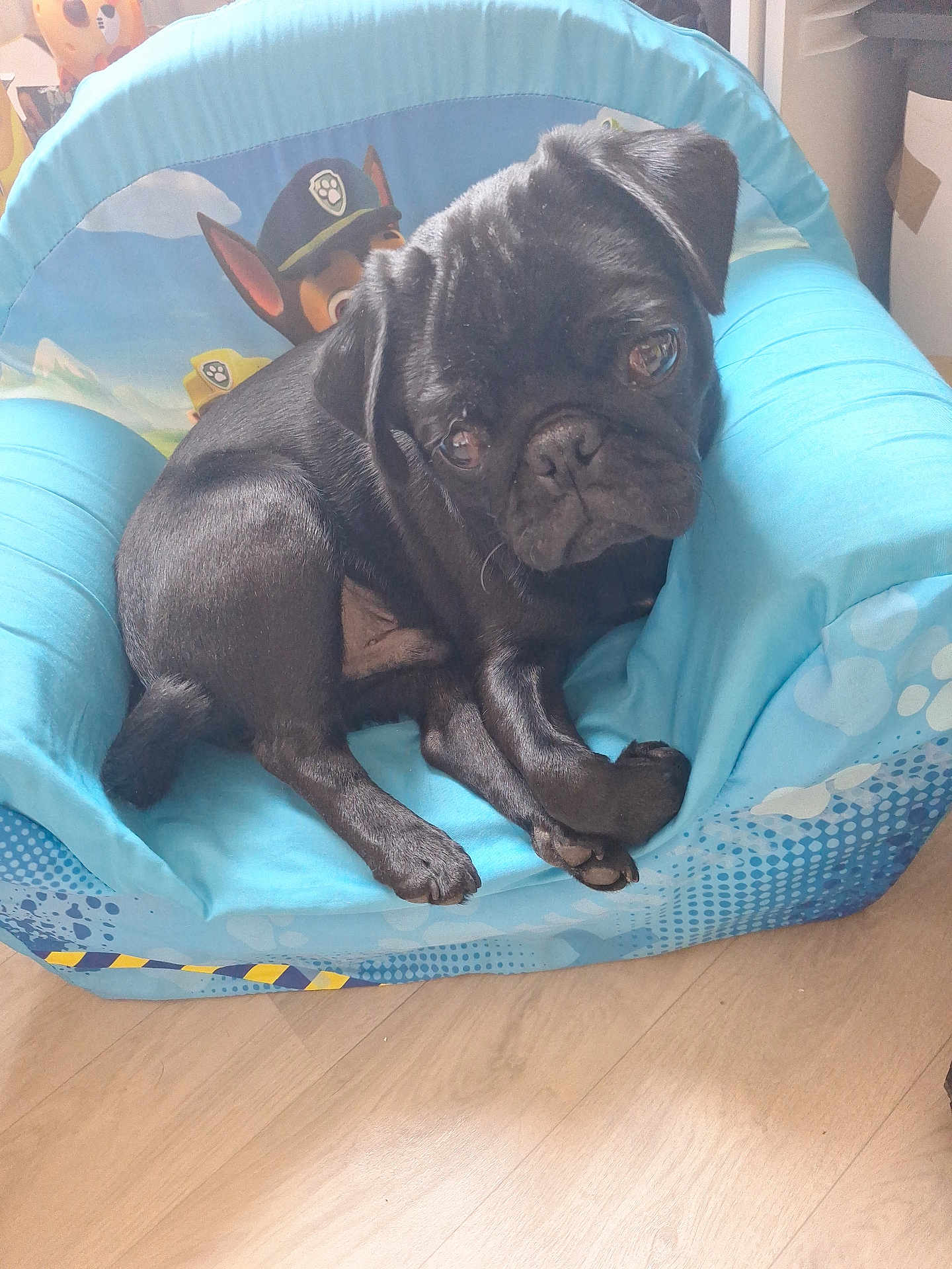 Lilo a rejoint le concours — aidez-le/la à gagner de superbes lots ! dog, pug, black_dog, pet, cute, chair, kids_chair, upholstery, paw_patrol, toy, indoor, wooden_floor, portrait, close_up, sitting, looking_up, animal, companion, furniture, adorable