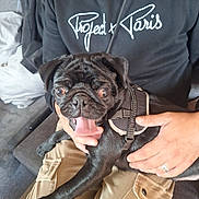 Lilo a rejoint le concours — aidez-le/la à gagner de superbes lots ! dog, pug, black_pug, tongue_out, harness, person, hand, lap, hoodie, khaki_pants, couch, indoor, pet, portrait, closeup, candid, smile, nails, ring, furniture