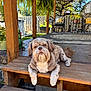 animal, backyard, chair, daylight, dog, fence, ferns, garden, outdoor, pet, plants, porch, potted_plants, relaxed, rug, shaded, sunlight, tree, wood, wooden_steps