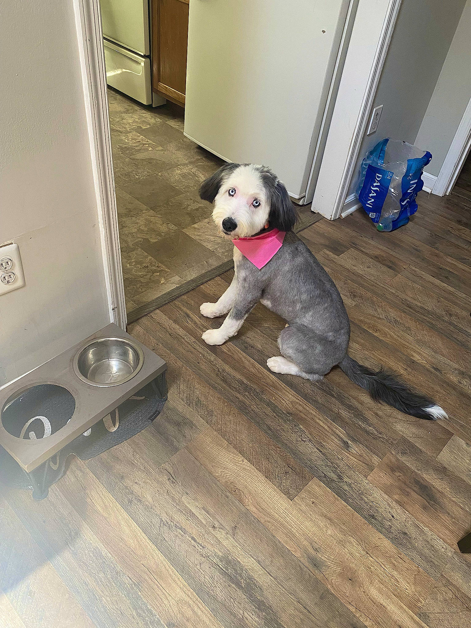 Skye joined the competition — help win amazing prizes! carnivore, companion_dog, dog, dog_breed, dog_supply, fawn, floor, flooring, hardwood, laminate_flooring, metal, pet_supply, room, snout, stuffed_toy, toy, wood, wood_flooring, wood_stain, working_animal