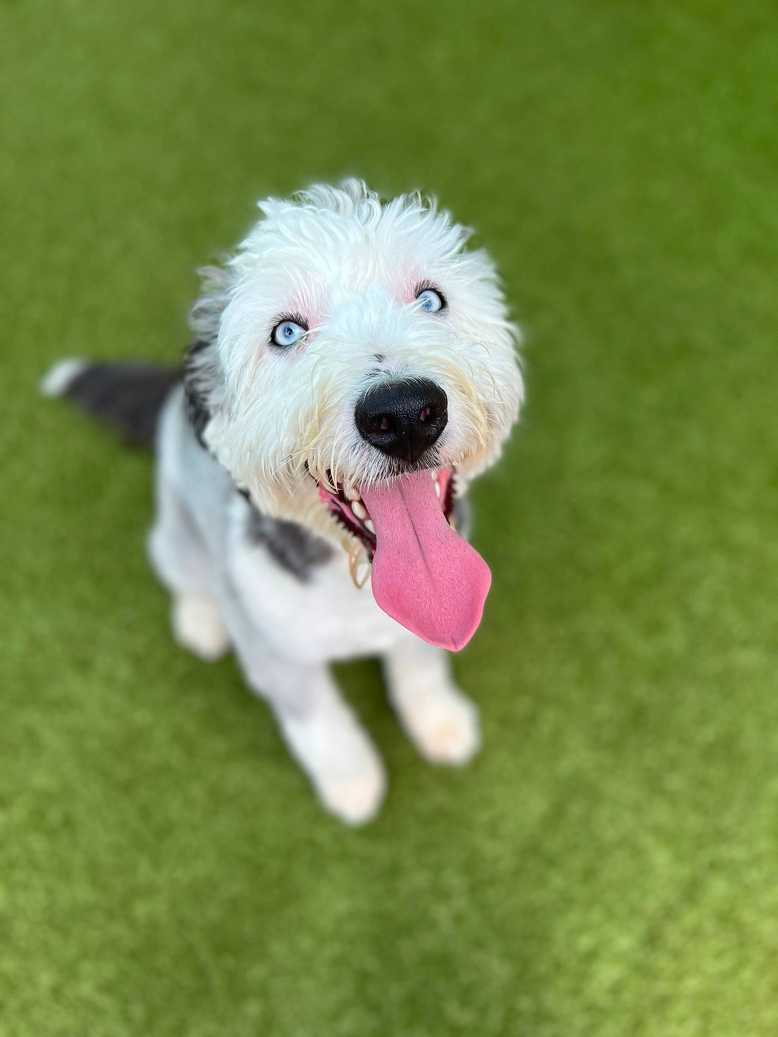 Skye joined the competition — help win amazing prizes! canidae, carnivore, companion_dog, dog, dog_breed, dog_supply, grass, maltepoo, non_sporting_group, plant, poodle_crossbreed, puppy, small_terrier, snout, sporting_group, terrier, toy, toy_dog, water_dog, working_animal