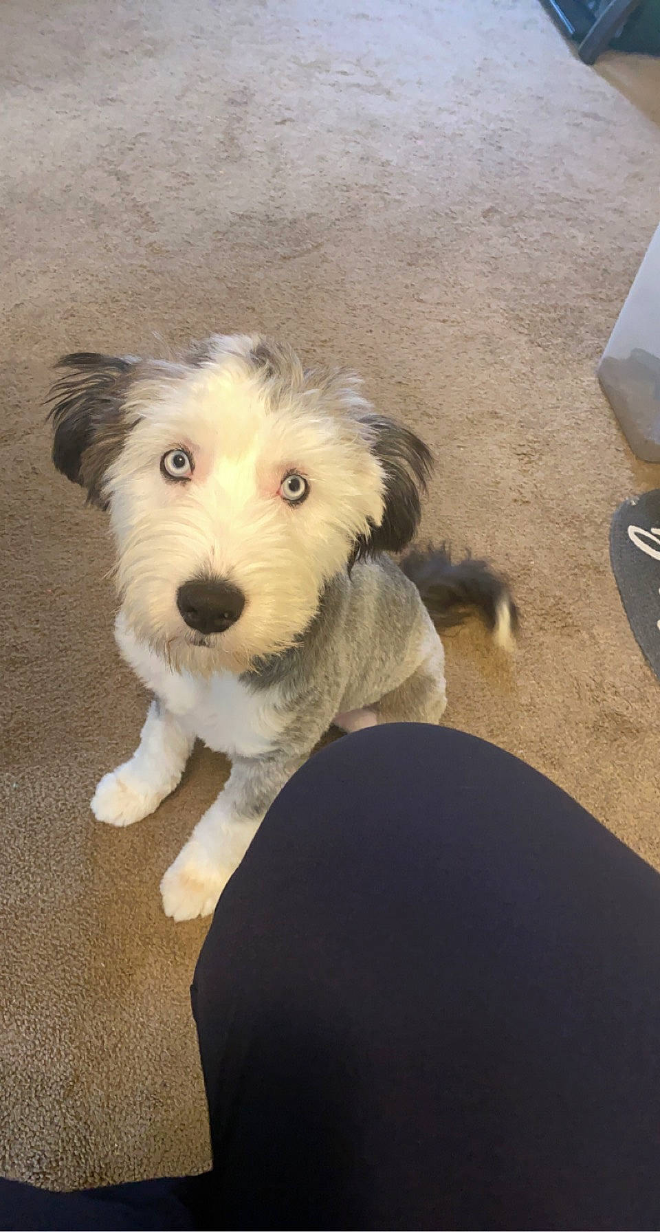 Skye joined the competition — help win amazing prizes! canidae, carnivore, cockapoo, companion_dog, dog, dog_breed, dog_clothes, flooring, fur, goldendoodle, labradoodle, paw, schnauzer, small_terrier, snout, sporting_group, terrier, toy_dog, wire_hair_fox_terrier, working_animal