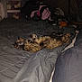 Skittles Lee joined the competition — help win amazing prizes! cat, tortoiseshell_cat, bed, comforter, blanket, indoor, sleeping, relaxed, feline, fur, pet, animal, clothes, storage_bins, messy_room, resting, cozy, domestic, sleep, home
