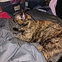 Skittles Lee is registered to the contest to win money with this photo: cat, tortoiseshell, bed, blanket, clothing, storage_container, indoor, feline, pet, fur, animal, resting, side_view, domestic, cozy, curious, messy_room, fabric, comfort, relaxed