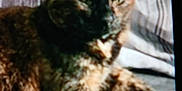 Skittles Lee joined the competition — help win amazing prizes! abyssinian, angora, animal, bed, blanket, brasssection, cat, couch, cushion, egyptiancat, furniture, homedecor, horn, kitten, manx, musicalinstrument, person, pet, quilt, siamese
