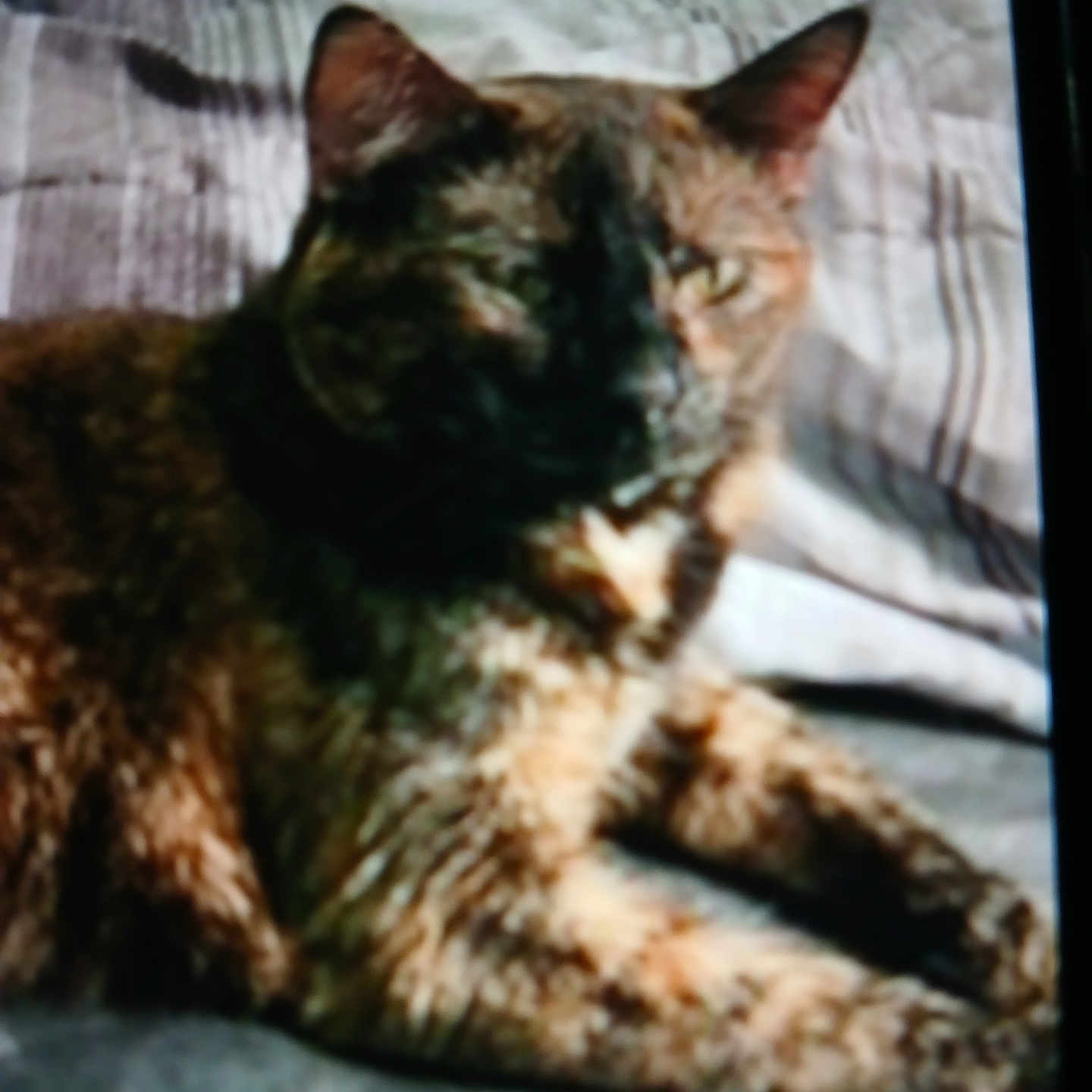 Skittles Lee joined the competition — help win amazing prizes! abyssinian, angora, animal, bed, blanket, brasssection, cat, couch, cushion, egyptiancat, furniture, homedecor, horn, kitten, manx, musicalinstrument, person, pet, quilt, siamese