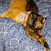 Skittles Lee joined the competition — help win amazing prizes! cat, orange_tabby, tortoiseshell_cat, bed, blanket, patterned_blanket, sleeping, cozy, pets, fur, whiskers, relaxed, indoor, animal, cute, companion, resting, feline, stretching, domestic_animal