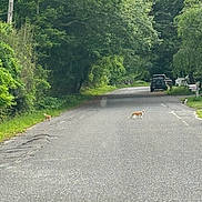 Sir Orange Julius joined the competition — help win amazing prizes! animal, cat, daytime, exploring, grass, greenery, nature, outdoor, parked_car, pet, quiet, road, rural, scenery, sidewalk, sign, street, trees, vehicle, walking