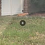 Sir Orange Julius joined the competition — help win amazing prizes! animal, blur, brick, cat, curious, daytime, feline, fence, garden, gate, ginger_cat, grass, greenery, motion, nature, outdoor, pet, small_animal, walking, yard