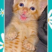 Ronald Paul Rp joined the competition — help win amazing prizes! kitten, cat, orange_tabby, blue_eyes, cute, surprised, pet, animal, fur, whiskers, paws, lying_down, close_up, domestic_cat, playful, indoor, fluffy, young, background_pattern, daisy_flowers