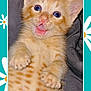 animal, background_pattern, blue_eyes, cat, close_up, cute, daisy_flowers, domestic_cat, fluffy, fur, indoor, kitten, lying_down, orange_tabby, paws, pet, playful, surprised, whiskers, young