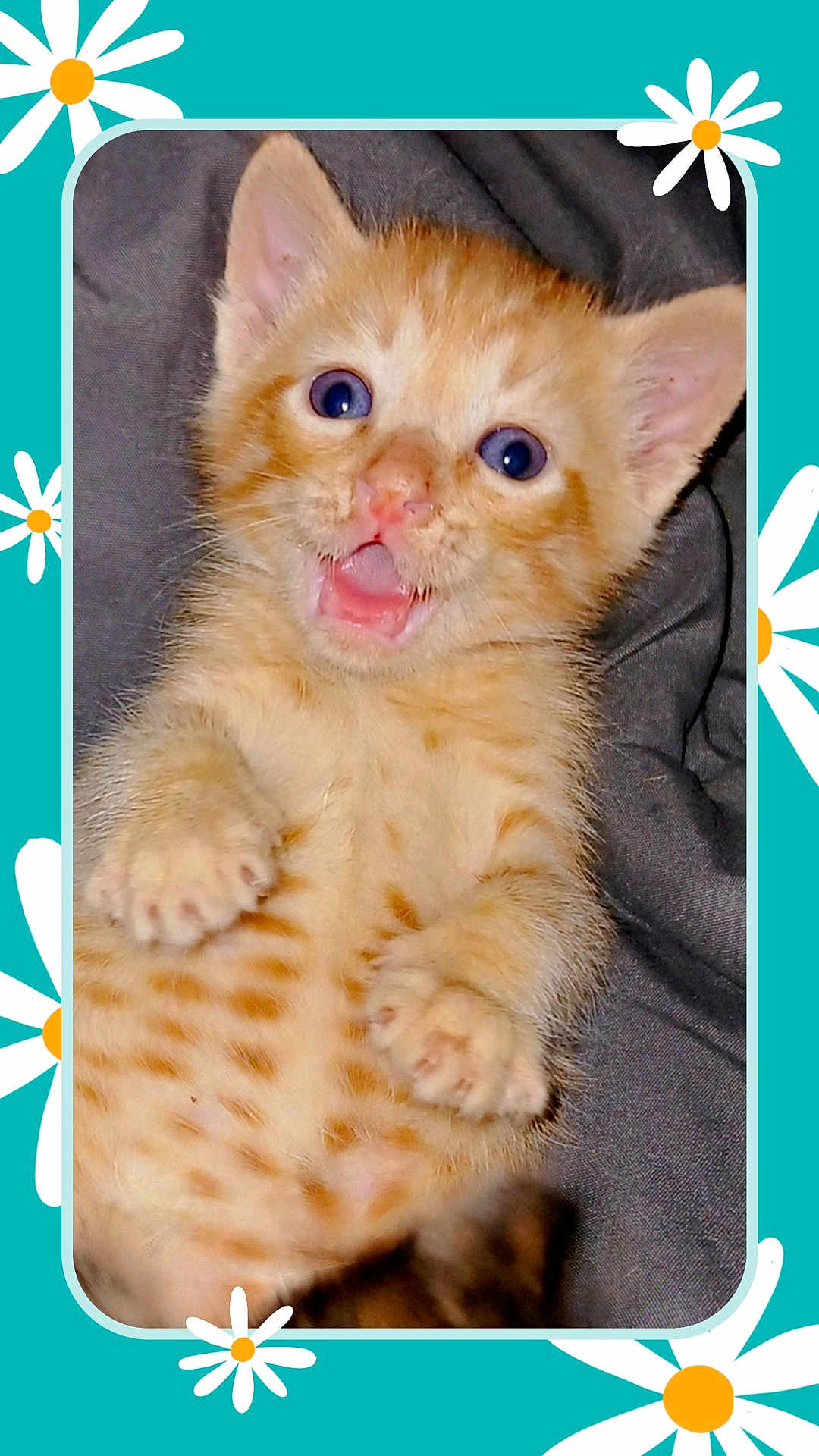 Ronald Paul Rp joined the competition — help win amazing prizes! kitten, cat, orange_tabby, blue_eyes, cute, surprised, pet, animal, fur, whiskers, paws, lying_down, close_up, domestic_cat, playful, indoor, fluffy, young, background_pattern, daisy_flowers