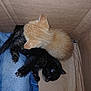 Ronald Paul Rp joined the competition — help win amazing prizes! kitten, cat, orange_cat, black_cat, box, cardboard, blanket, sleeping, pets, animal, feline, cute, small, young, indoor, litter_box, cozy, fur, resting, companionship